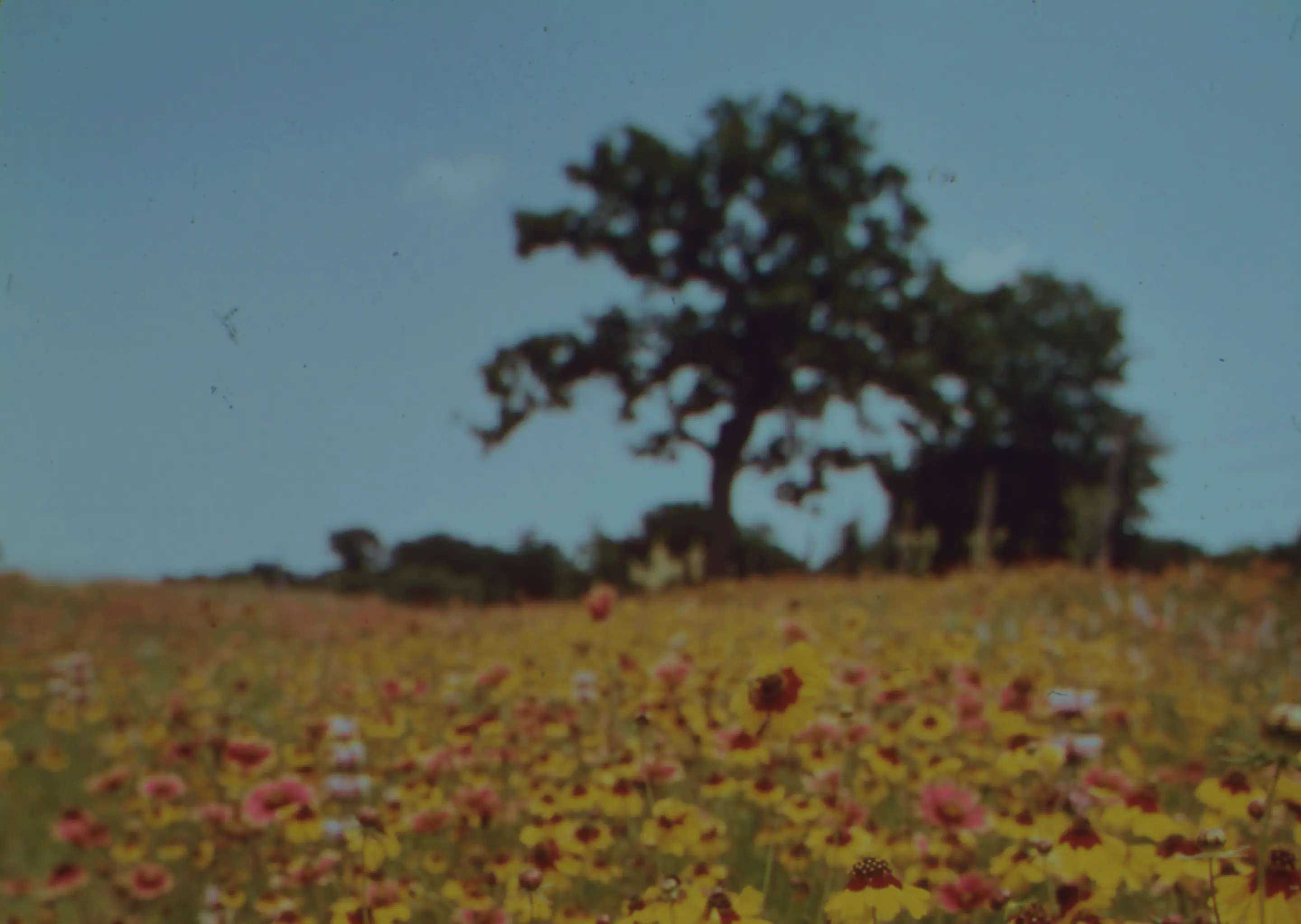 Foto von einem Feld voller Blumen, einem blauen Himmel und einem Baum.