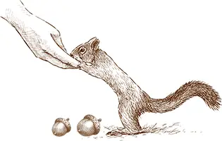 Eichhörnchen Hand