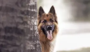 Erlebnis Waldführung Hund