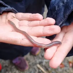Erlebnis WaldFührung 10 Waldexpedition Erlebnis Waldführung