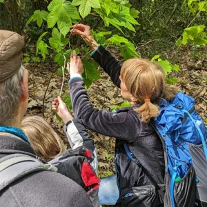 Erlebnis WaldFührung 4 WaldExpedition WALD! Festival der Sinne