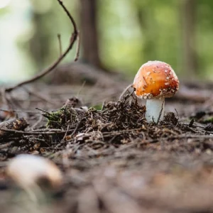 WaldExpedition Gutschein kl