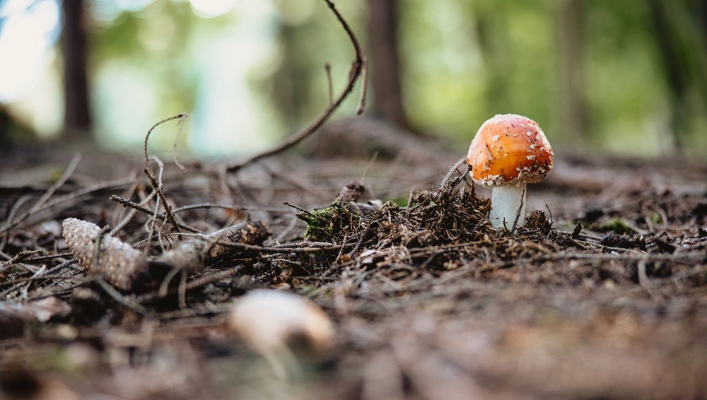 WaldGutschein 2 Waldexpedition Gutschein
