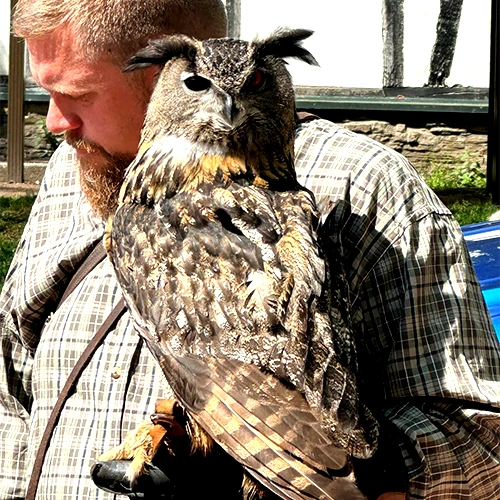 Bussard_03 Bussard 03