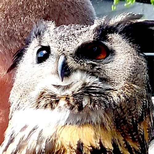 Bussard_04 Bussard 04