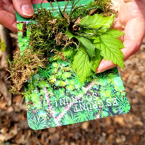 Waldexpedition Waldbaden 01
