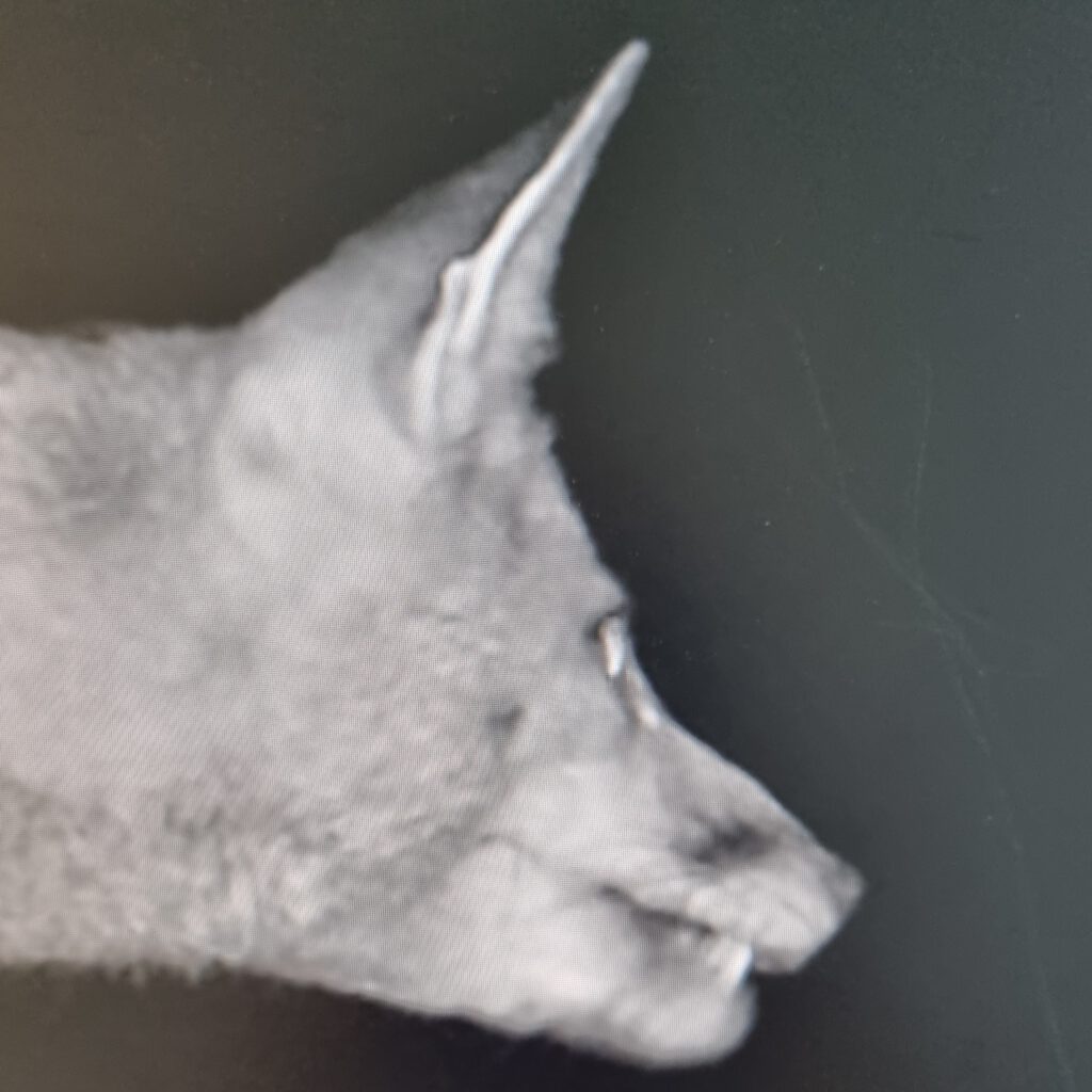 WaldExpedition Nachtwanderung Fuchs