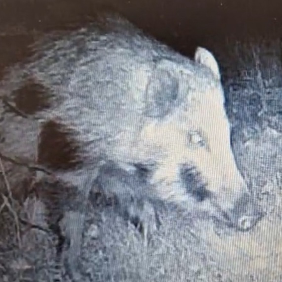 WaldExpedition Nachtwanderung Wildschwein