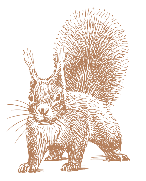 WaldExpedition 2 Unser Eichhörnchen begrüßt dich!